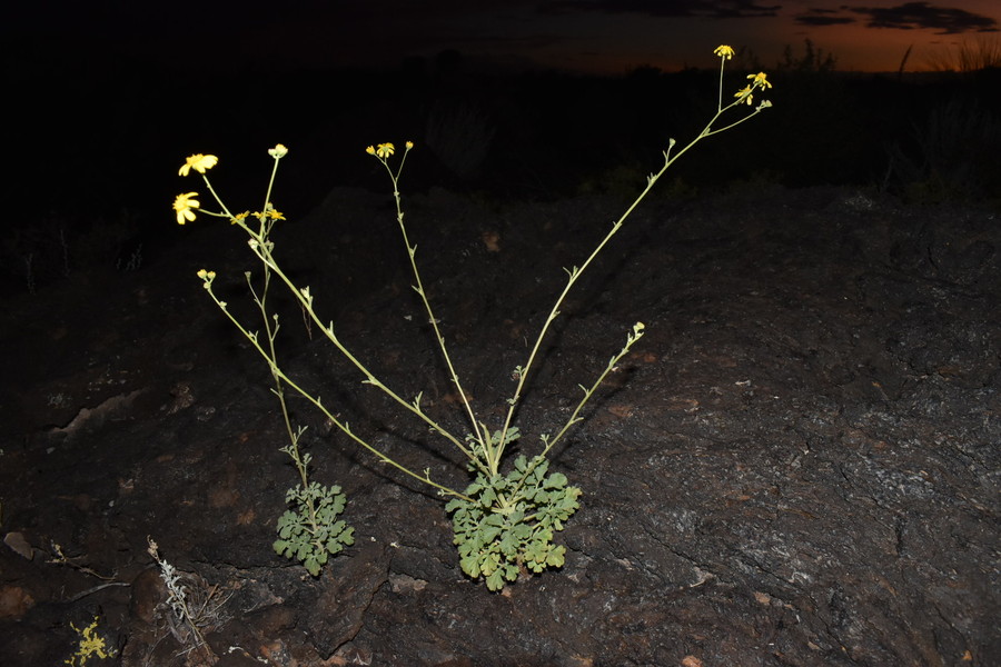 Hymenothrix pedata