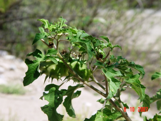 Datura quercifolia
