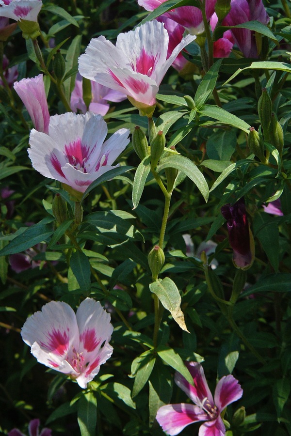 Clarkia amoena
