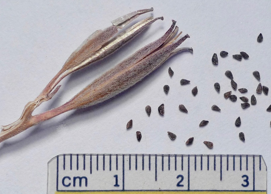 Clarkia amoena