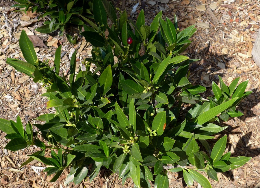 Prunus laurocerasus