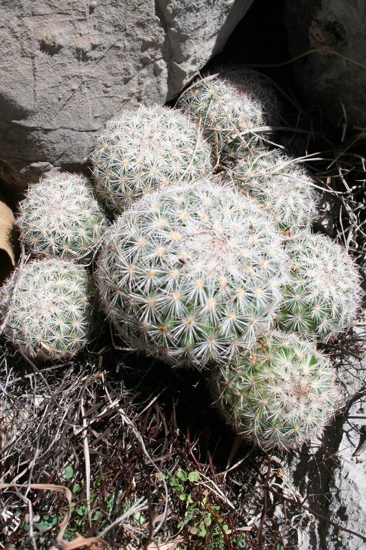 Mammillaria stella-de-tacubaya