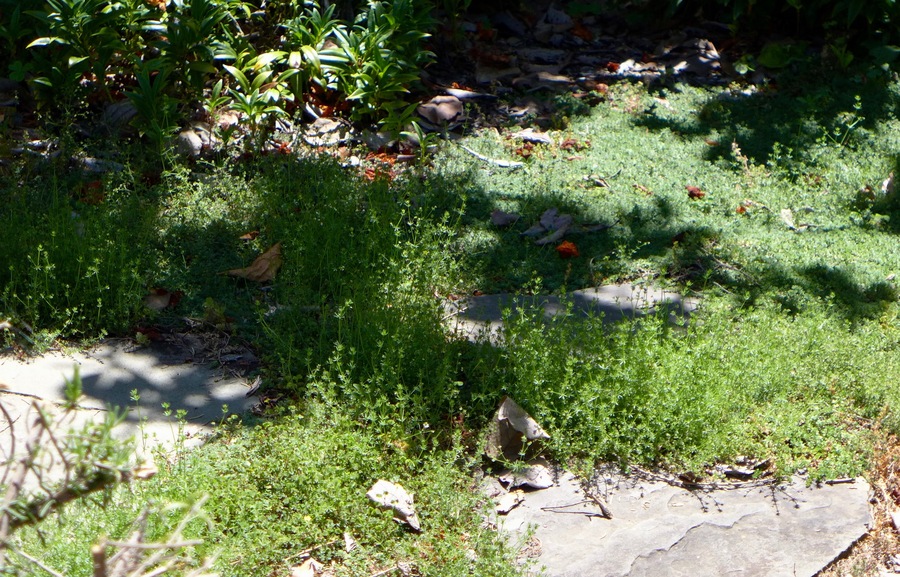 Galium divaricatum