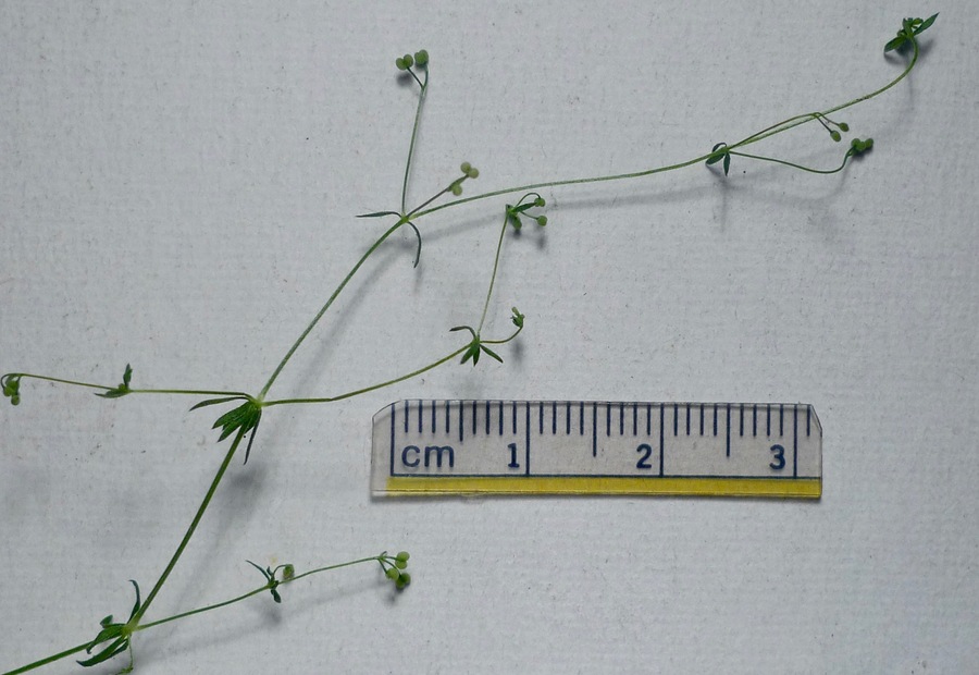 Galium divaricatum