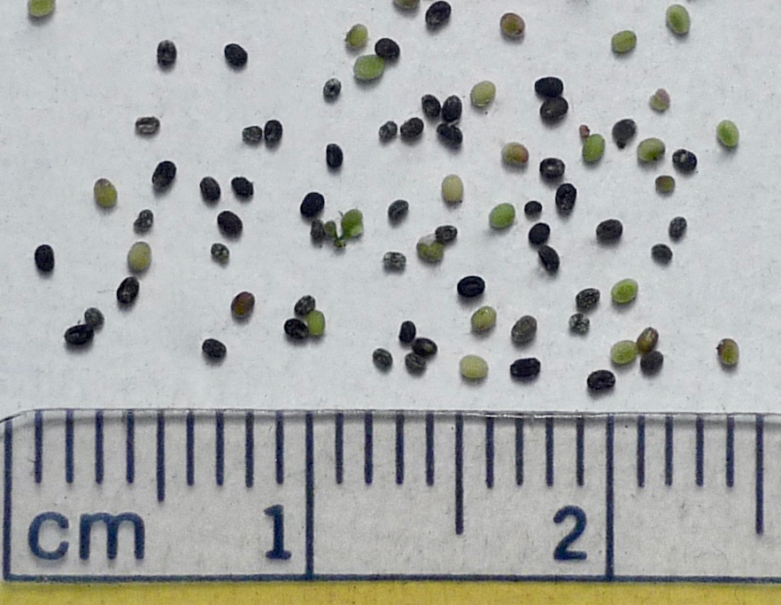 Galium divaricatum