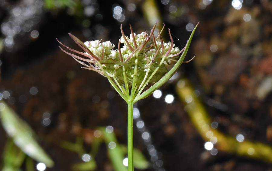 Perideridia parishii ssp. latifolia