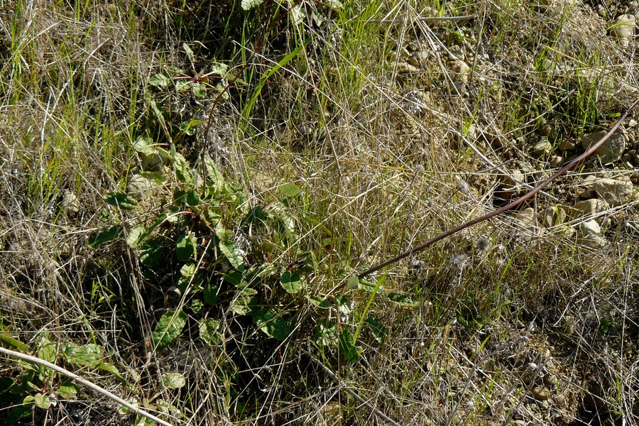 Eriogonum nudum