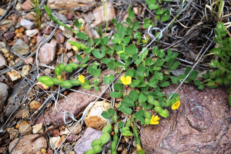 Macroptilium gibbosifolium Macroptilium gibbosifolium