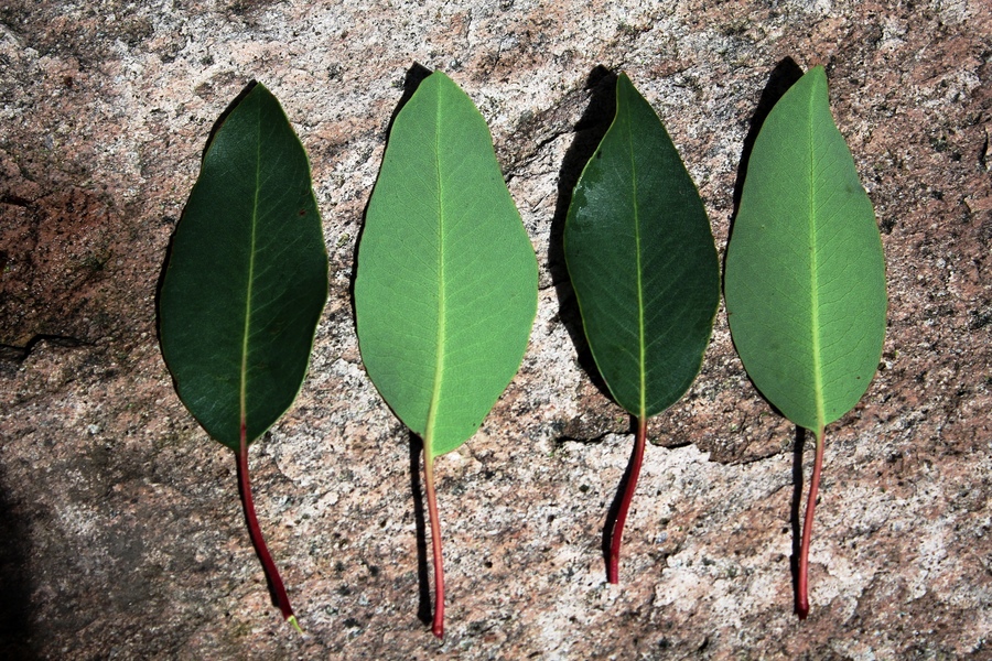 Arbutus arizonica