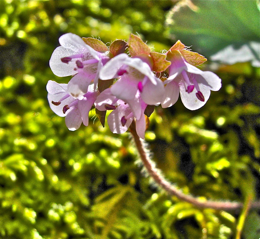 Synthyris reniformis