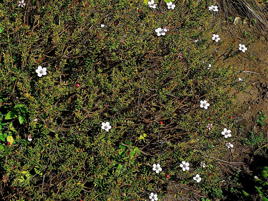 Adenandra uniflora