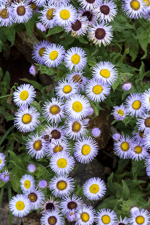 Erigeron subtrinervis