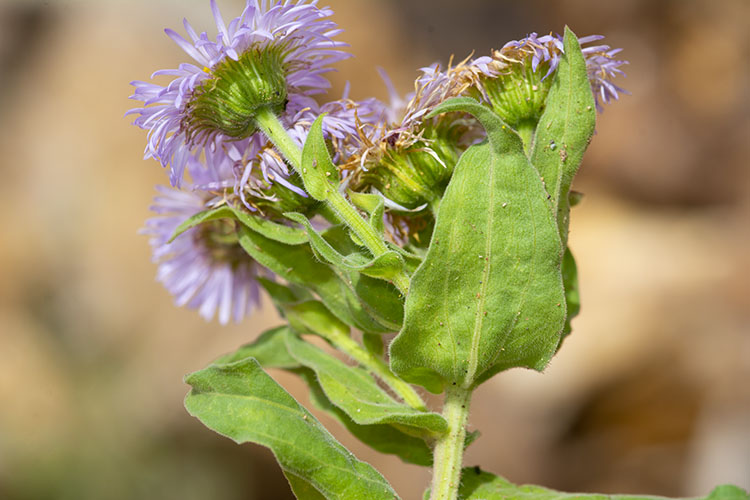Erigeron subtrinervis