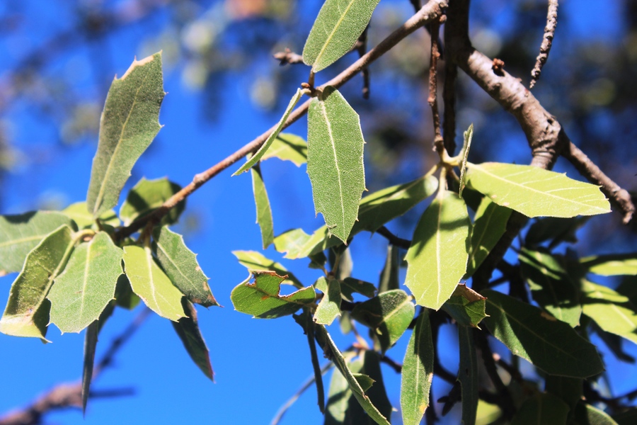 Quercus emoryi