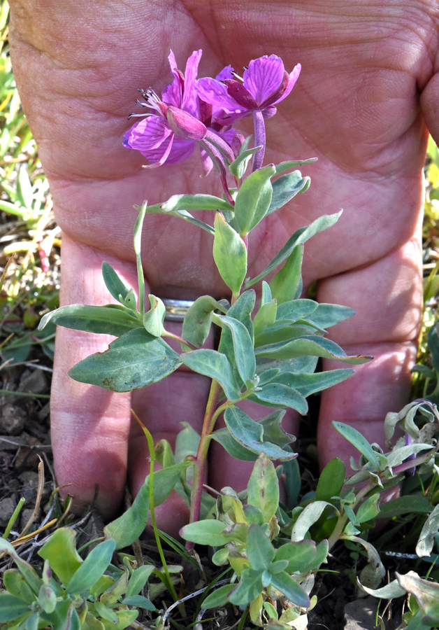 Chamerion latifolium