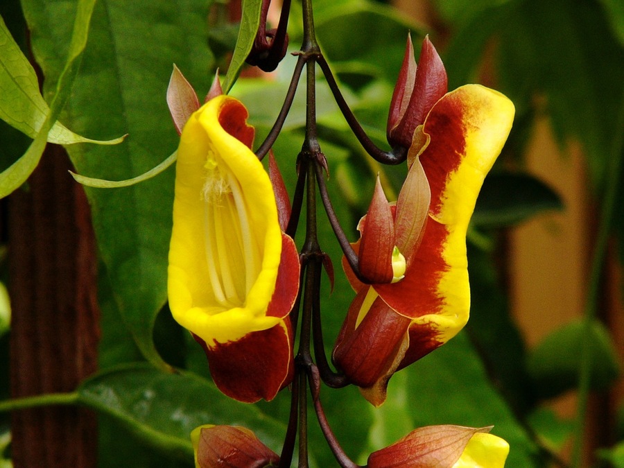 Thunbergia mysorensis