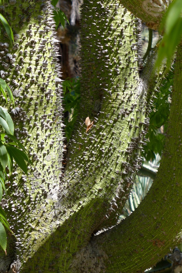 Chorisia speciosa