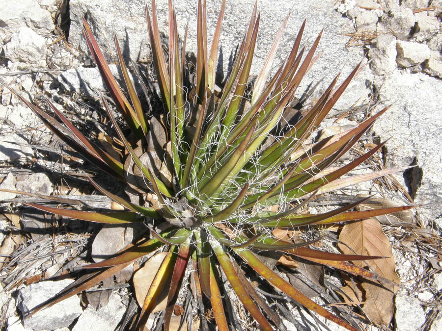 Agave multifilifera