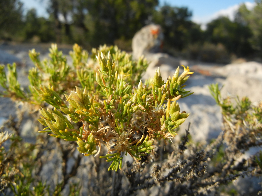 Ericameria nana Ericameria nana