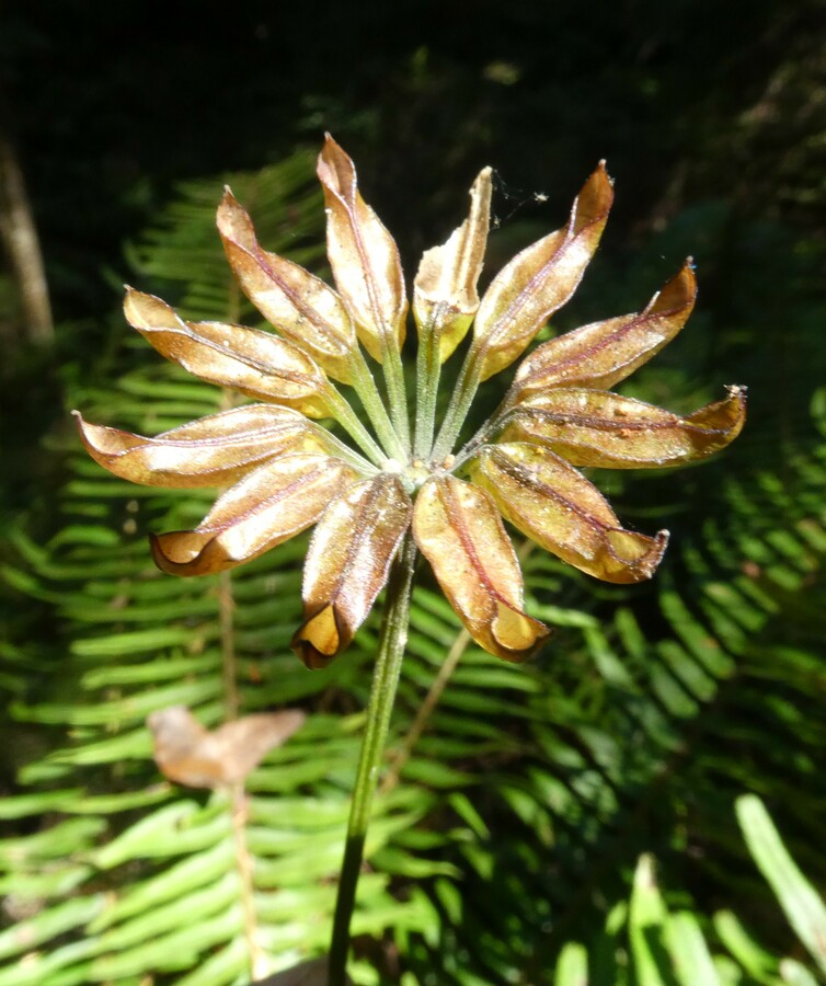Coptis laciniata