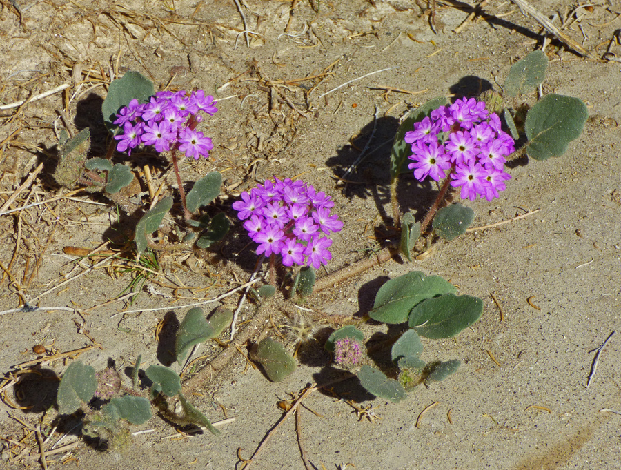 Abronia villosa