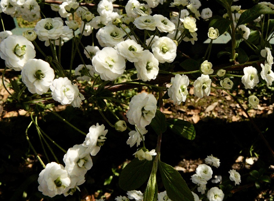 Spiraea prunifolia