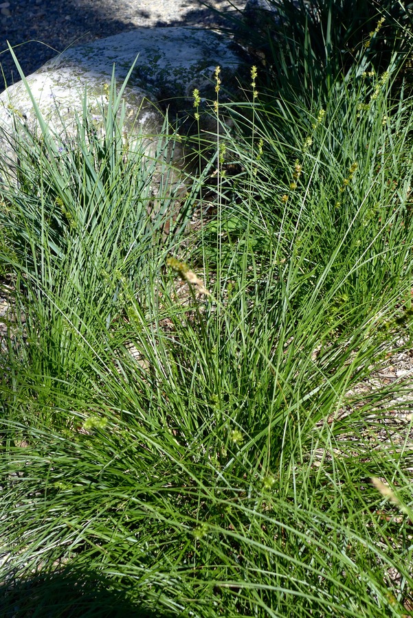 Carex pansa