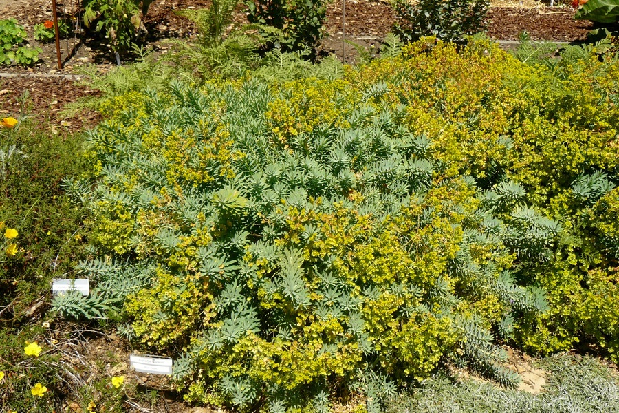 Euphorbia characias