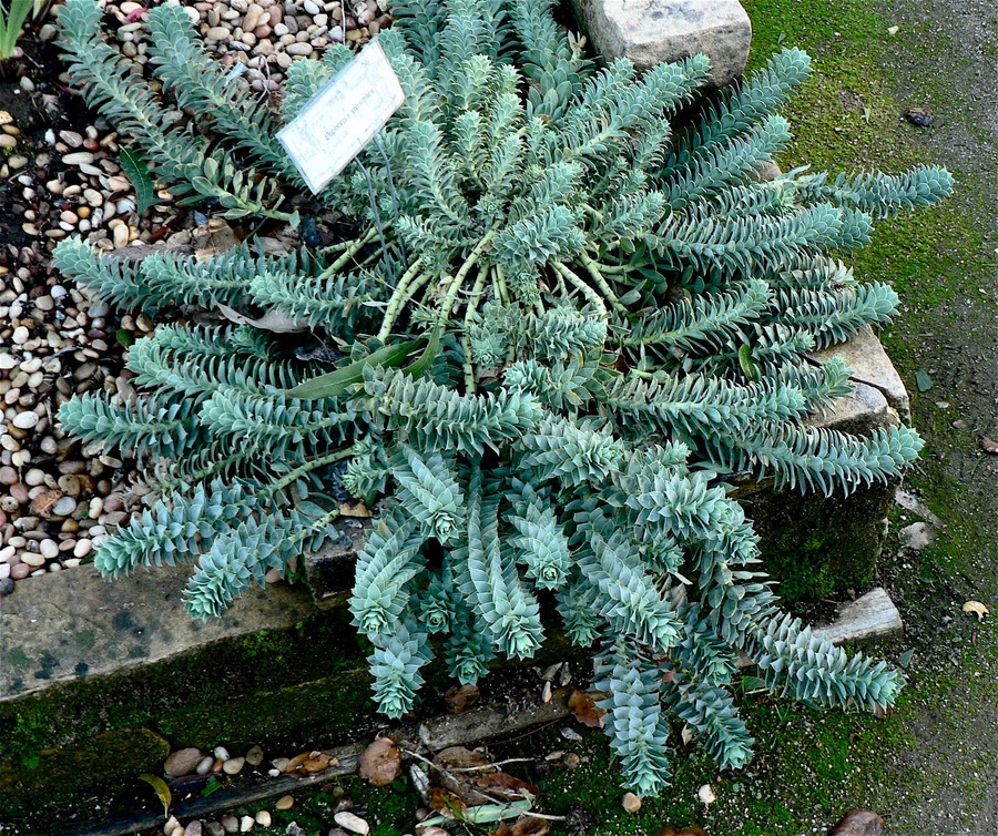 Euphorbia myrsinites