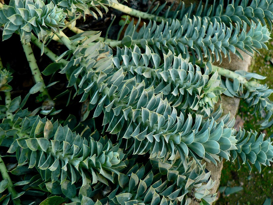 Euphorbia myrsinites