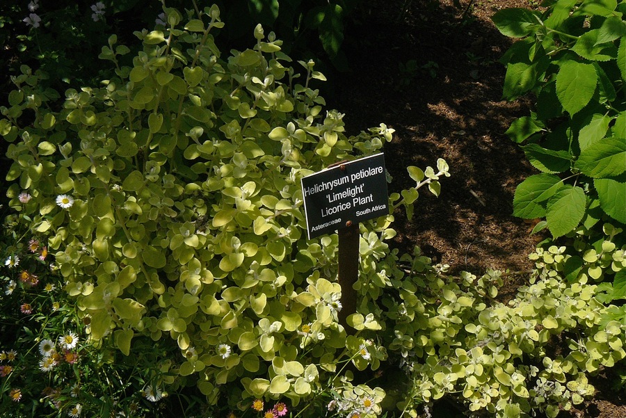 Helichrysum petiolare