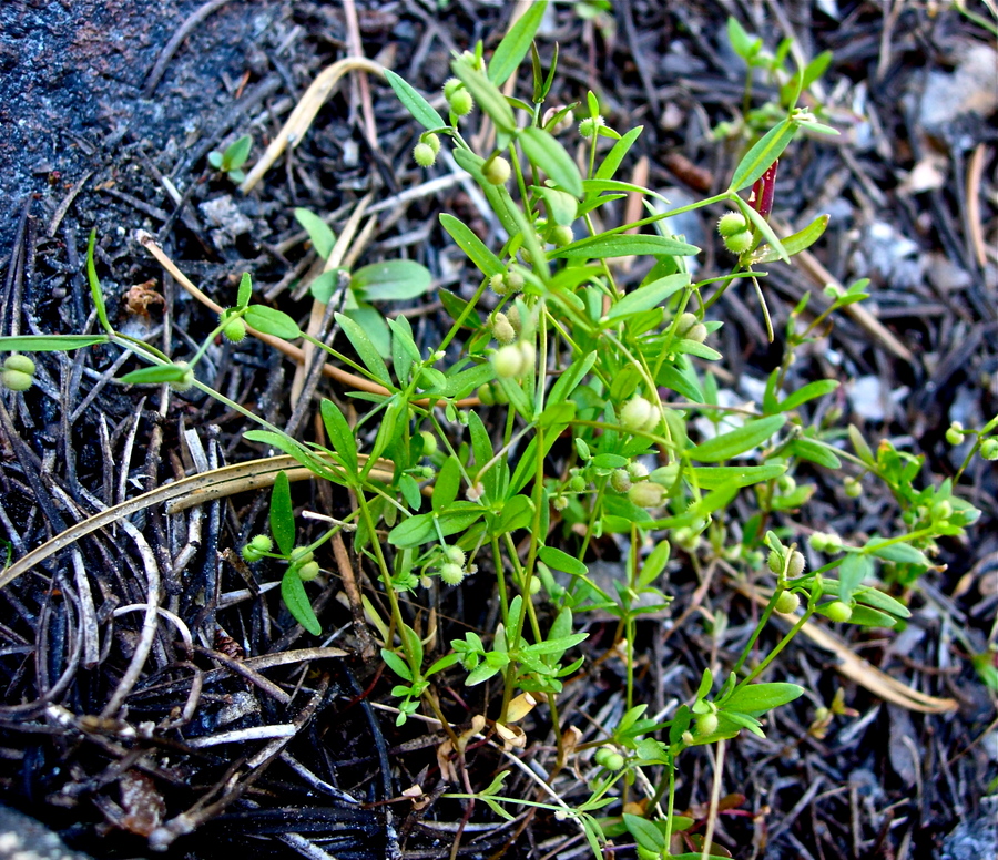 Galium bifolium