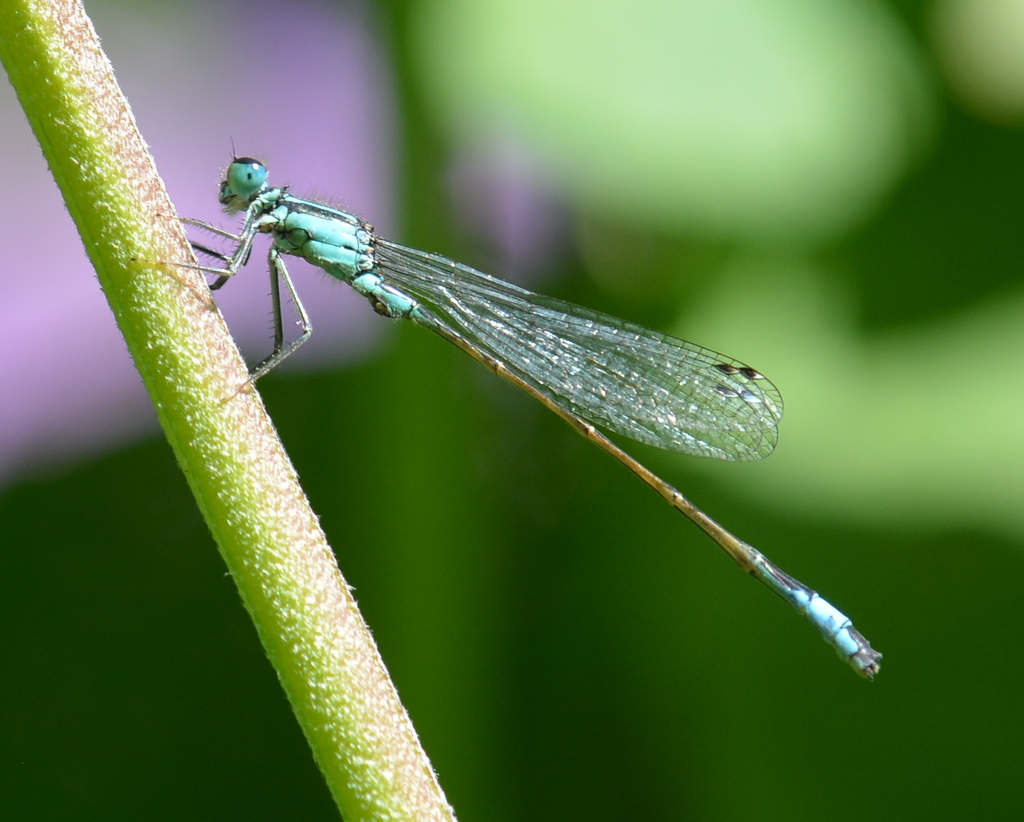 Ischnura elegans