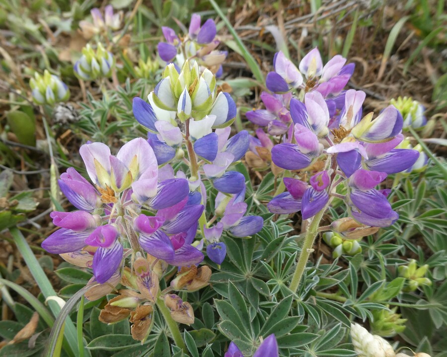 Lupinus littoralis