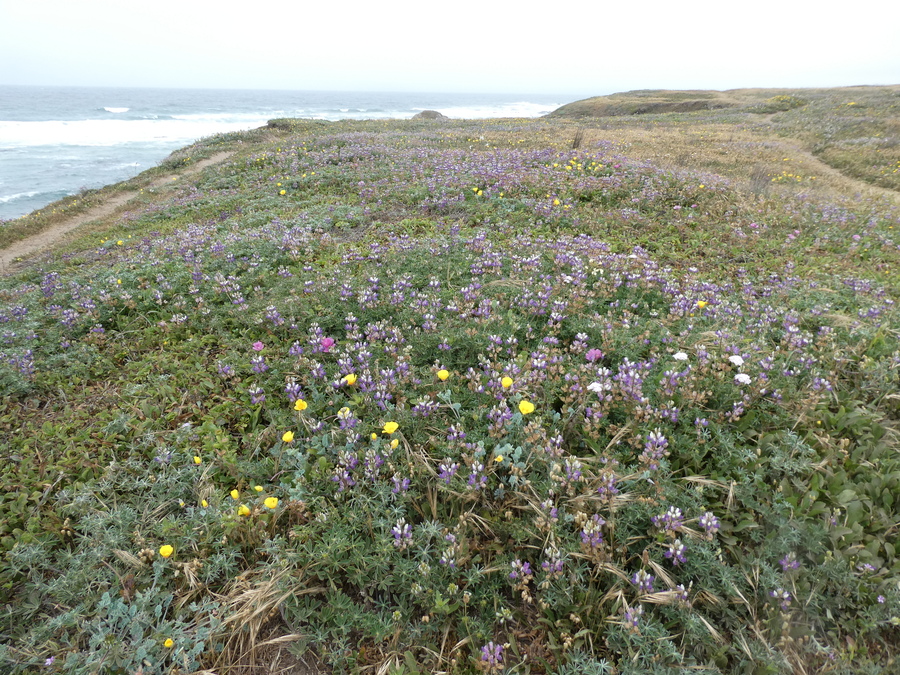 Lupinus littoralis