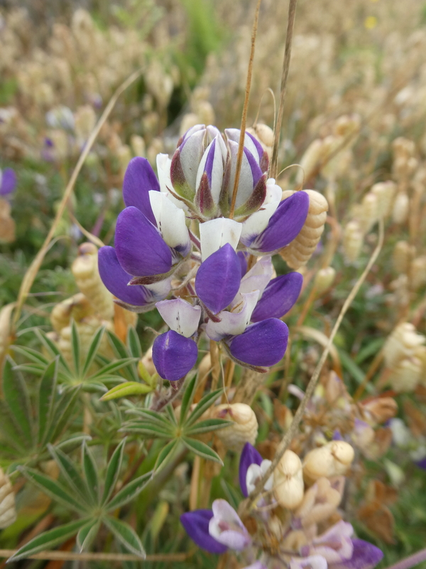 Lupinus littoralis