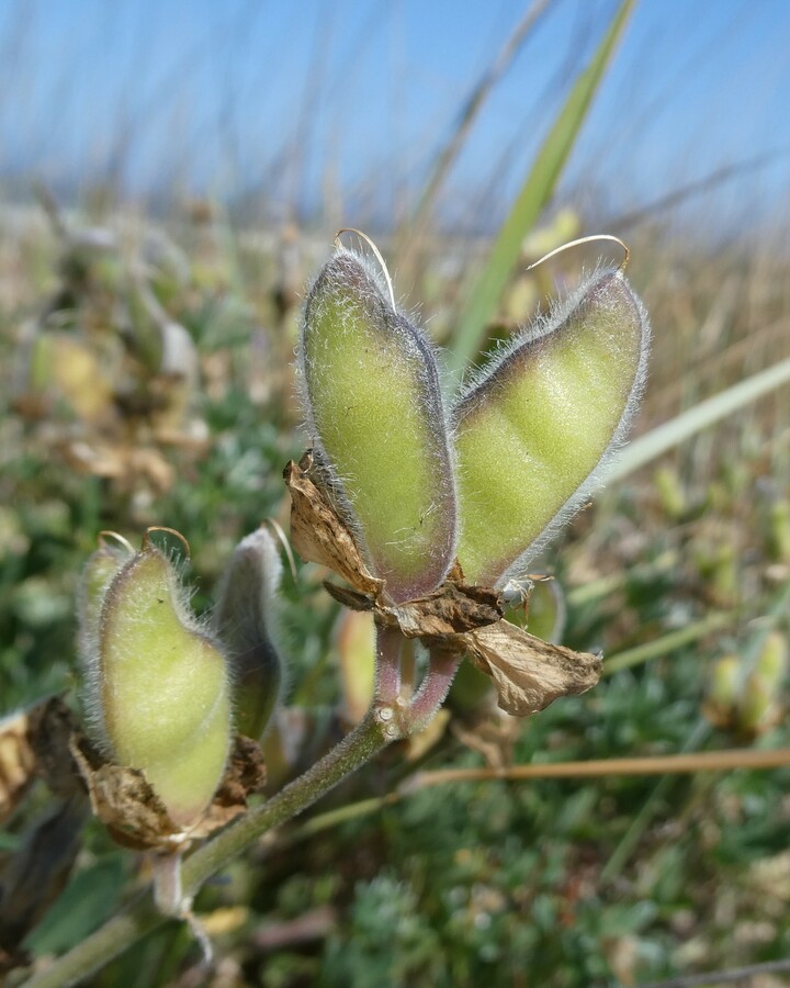 Lupinus littoralis