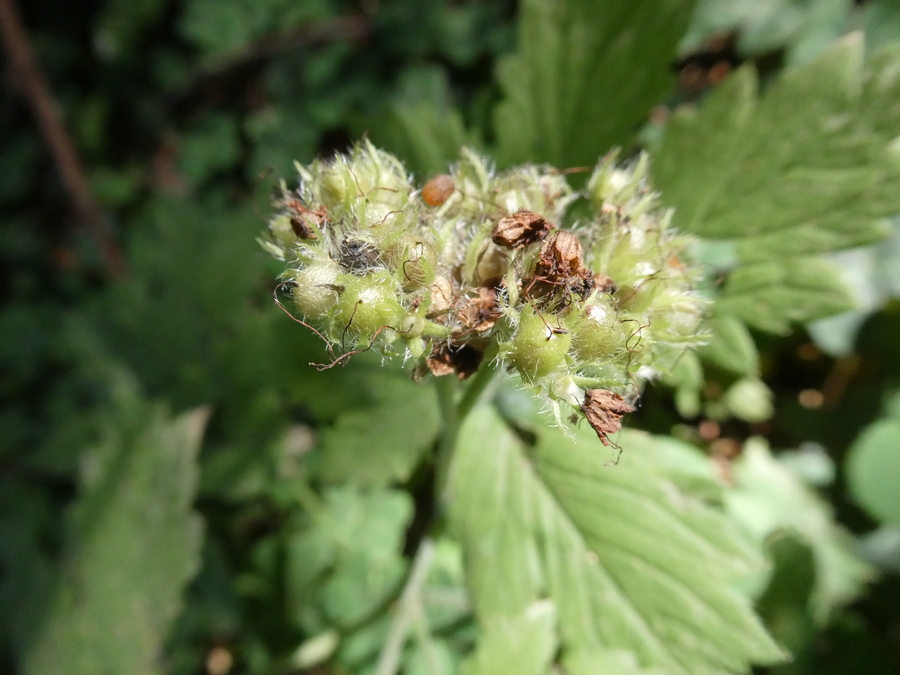 Hydrophyllum tenuipes