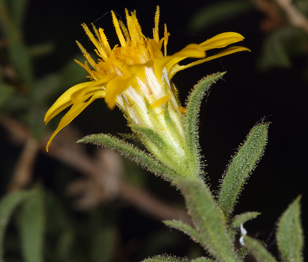 Ericameria watsonii