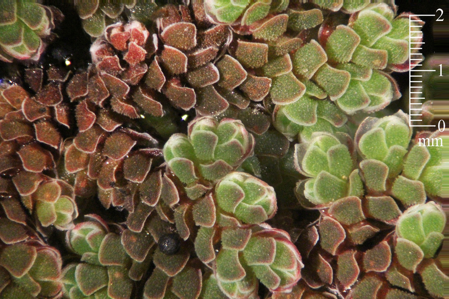 Azolla microphylla