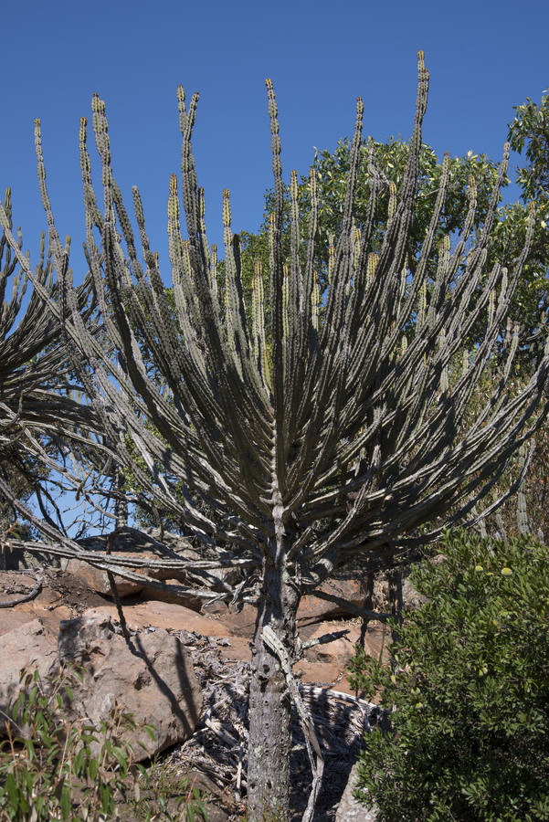 Euphorbia zoutpansbergensis