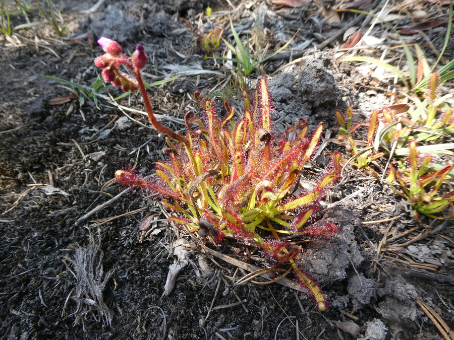 Drosera capensis