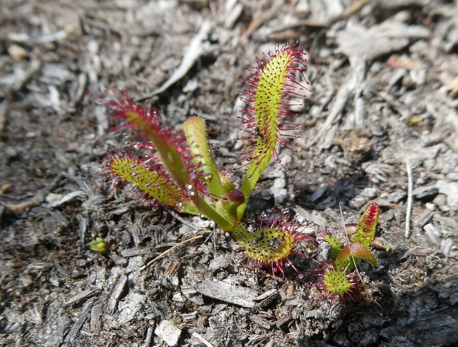 Drosera capensis