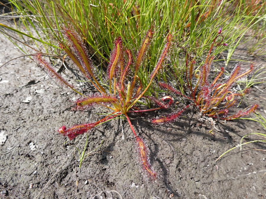 Drosera capensis