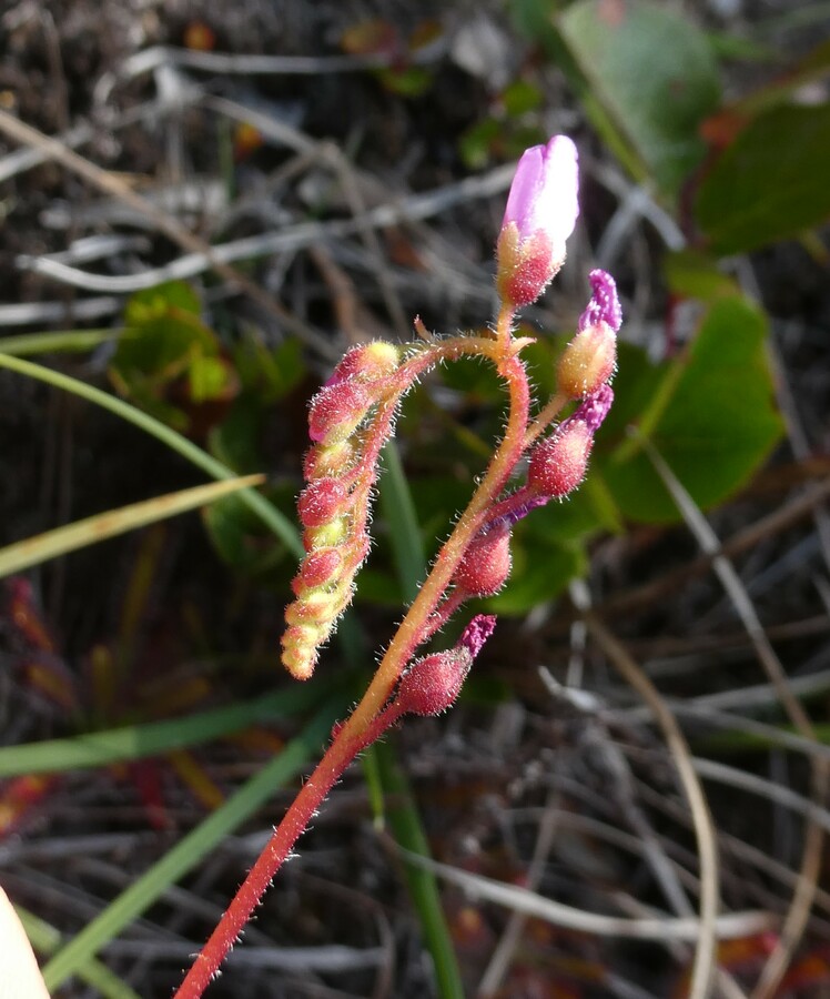 Drosera capensis
