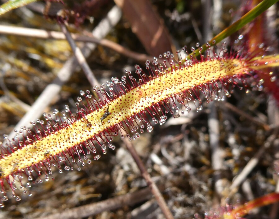 Drosera capensis