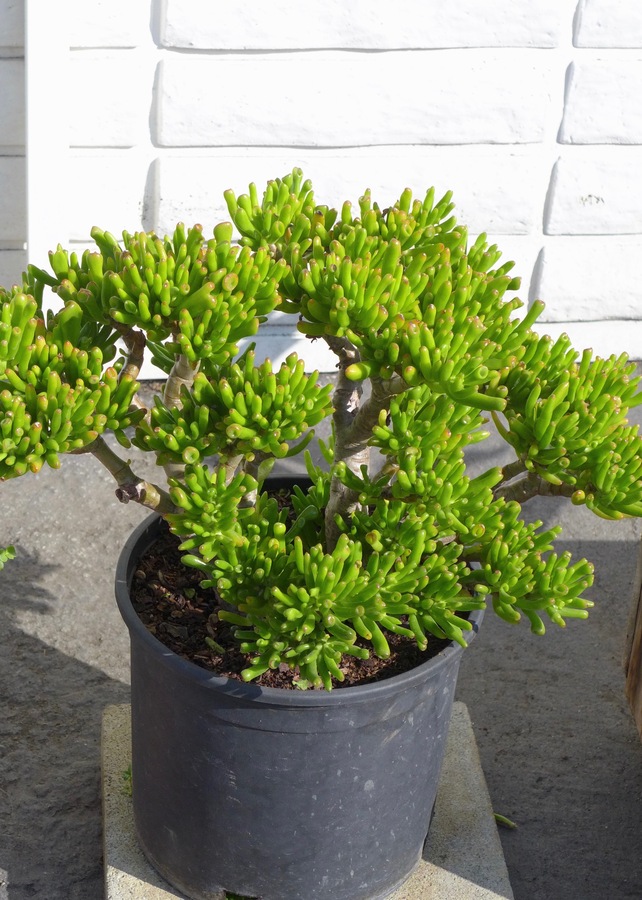 Crassula ovata var. gollum