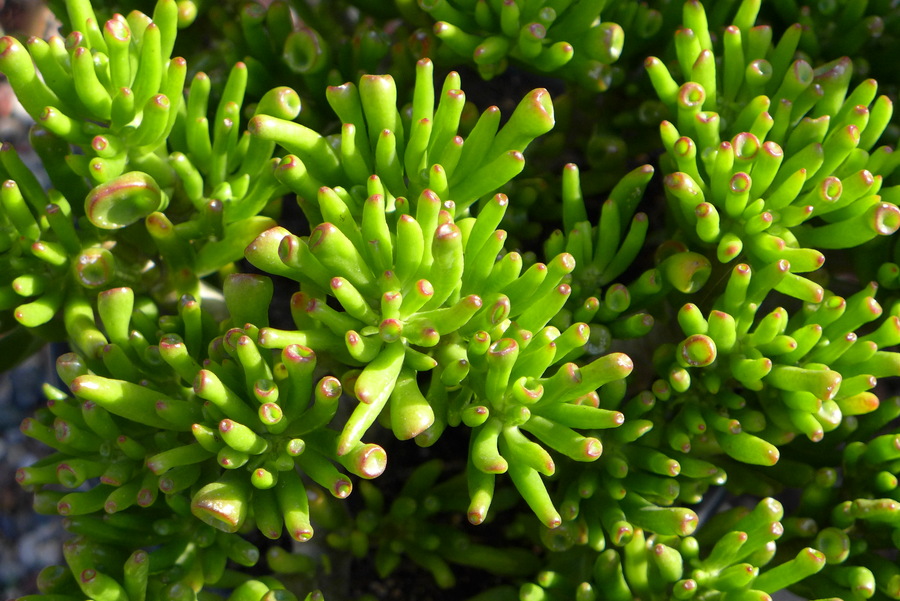 Crassula ovata var. gollum