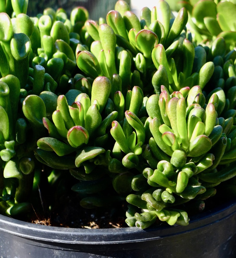 Crassula ovata var. gollum