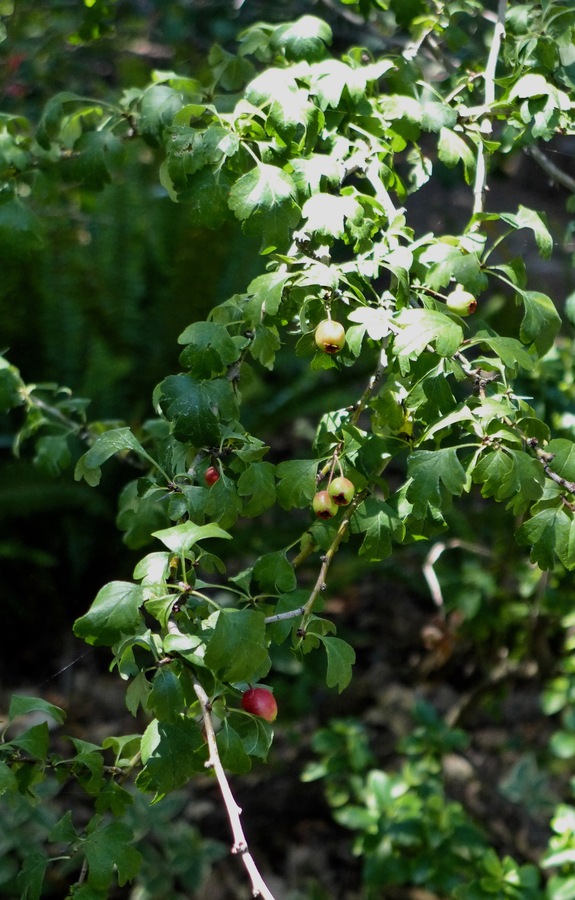 Crataegus monogyna